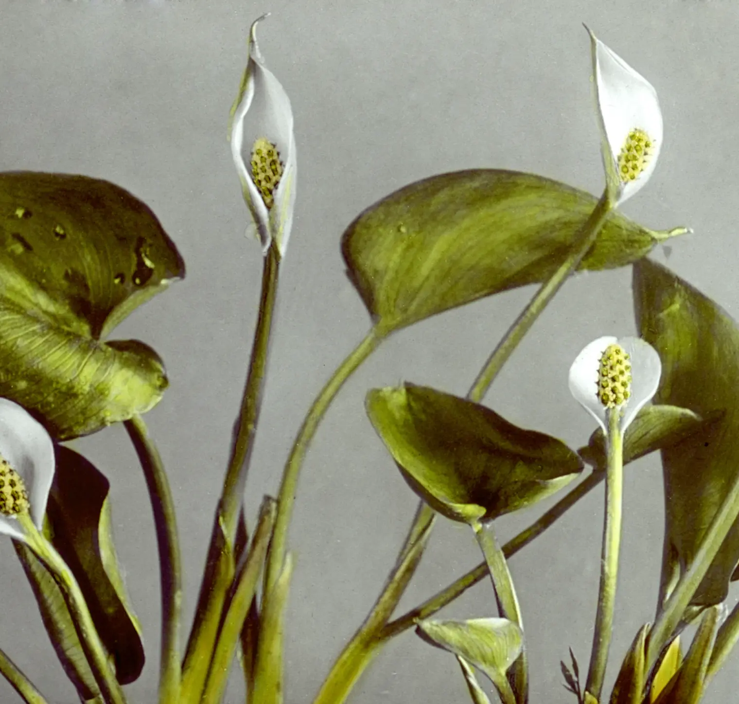 LANÇAMENTOS  VIDA ALEGRIA SUCESSO PROSPERIDADE  